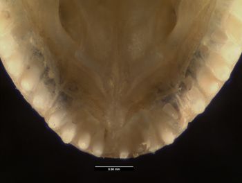 Media type: image;   Herpetology R-184661